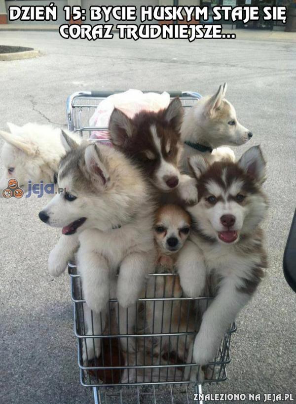 Bycie huskym...