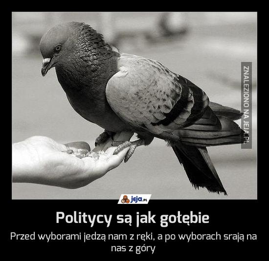 Politycy są jak gołębie
