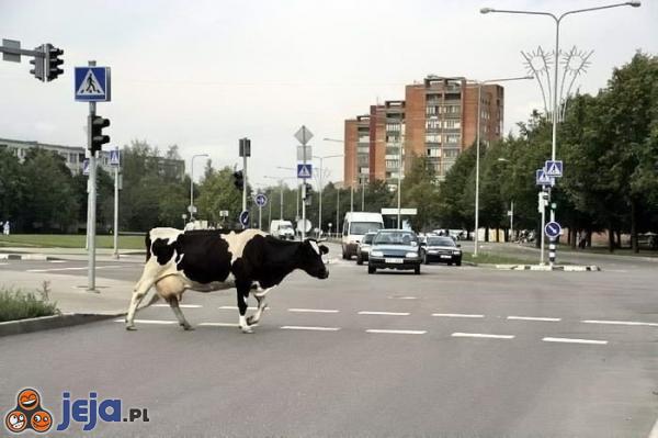 Krowa na ulicy