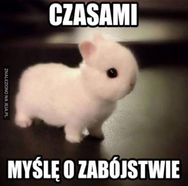 Królicze myśli