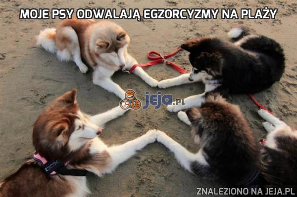 Moje psy odwalają egzorcyzmy na plaży