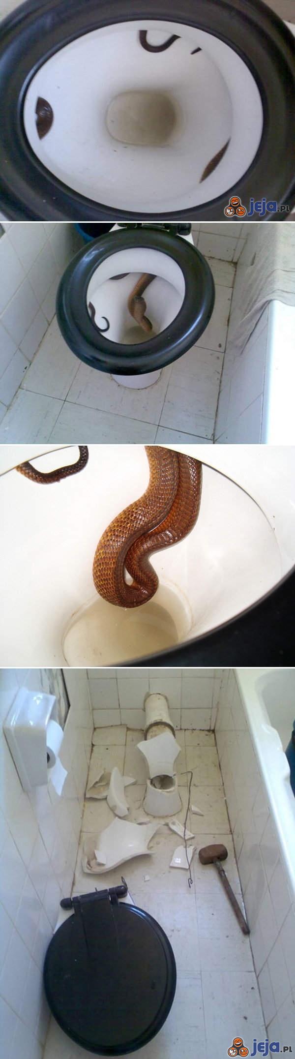 Sposób na węża w toalecie