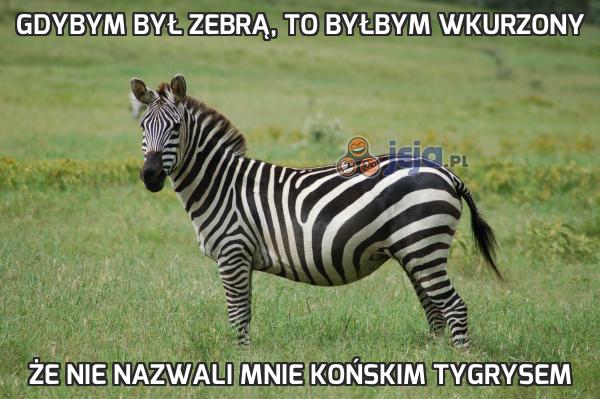Gdybym był zebrą, to byłbym wkurzony
