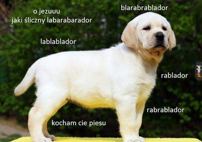 Kocham blabladory