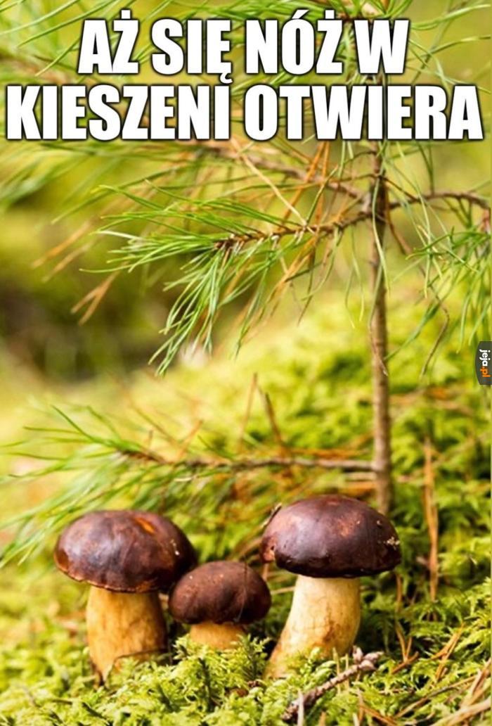 Instynkt grzybiarza