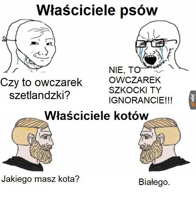 Rasowe koty są dla noobów