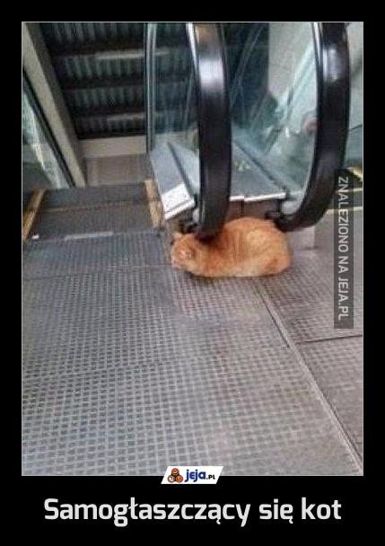 Samogłaszczący się kot