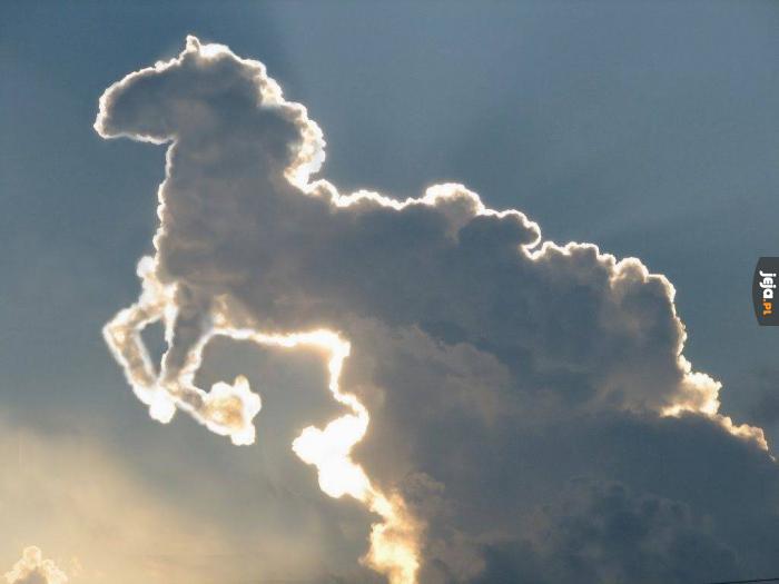 Konia widzę w tej chmurze!