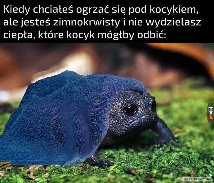 Problemy żabek pierwszego świata