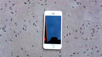 Kontrolowanie mrówek za pomocą telefonu