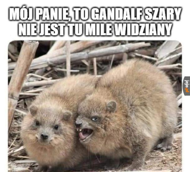 Fani LOTR zrozumieją