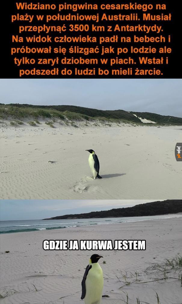 Jeżeli myślicie że mozna przekupić mnie jadłem, to macie rację