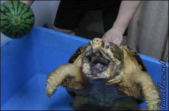 Chcesz pogłaskać żółwika?