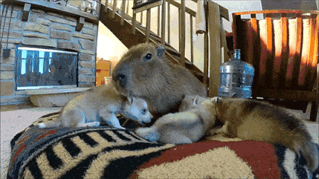 Kapibara i szczeniaczki