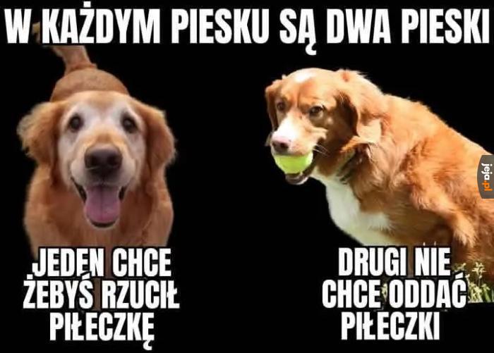 Dwa pieski w jednym
