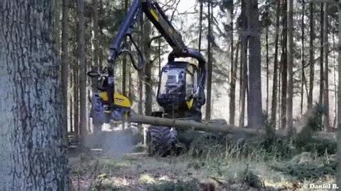 Jak dziś ścinają drzewa