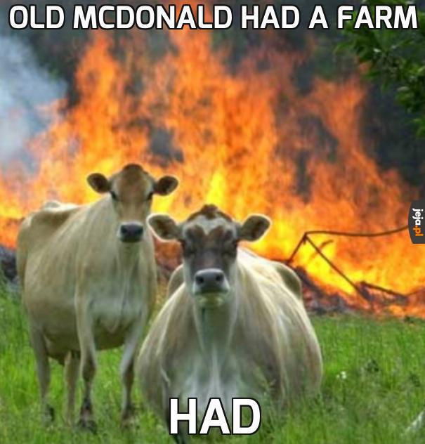 Wściekłe krowy