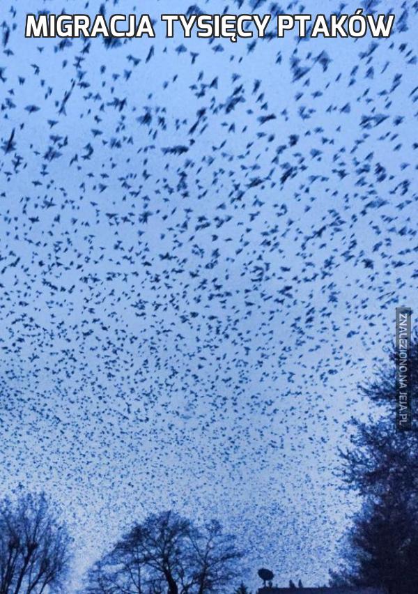 Migracja tysięcy ptaków