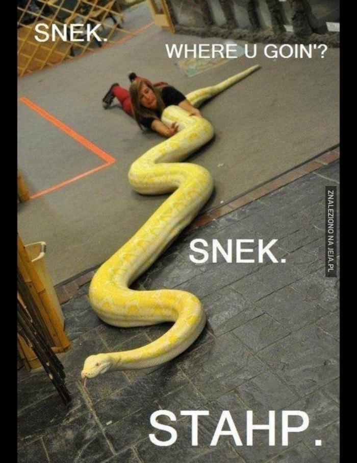 Snek co robisz?!