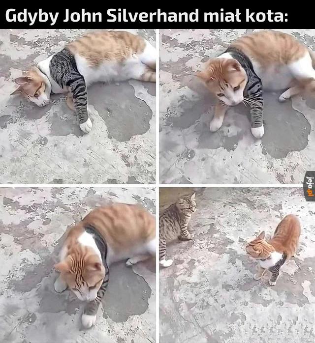 Czy zimowy żołnierz nie szuka kota?