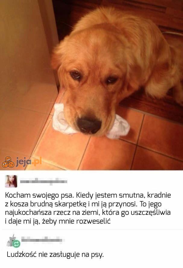 Bardzo dobry piesek