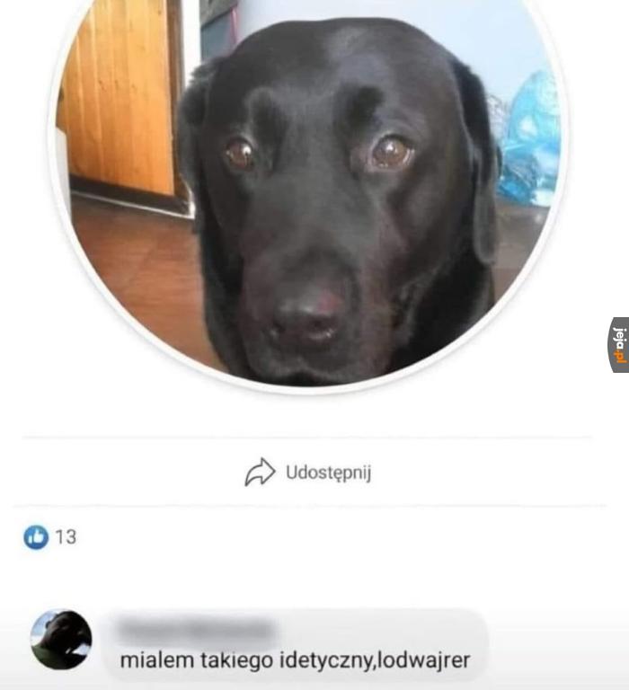 Bardzo łagodna rasa