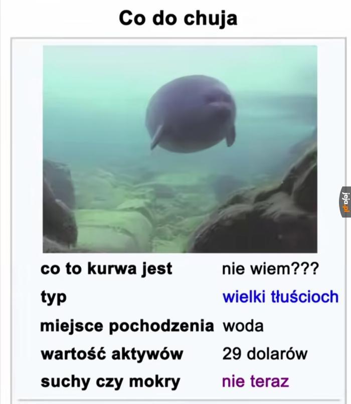 Ale że niby co to ma być