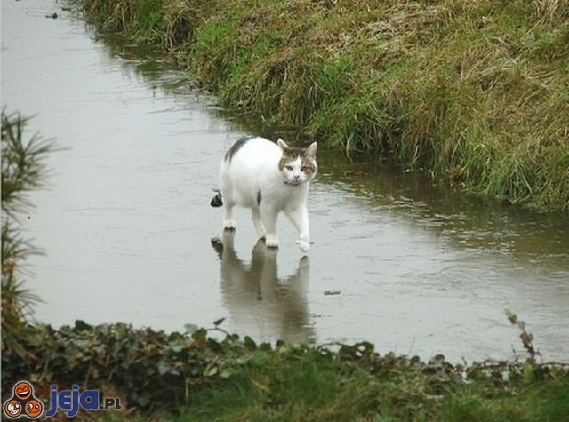Kot chodzi po wodzie