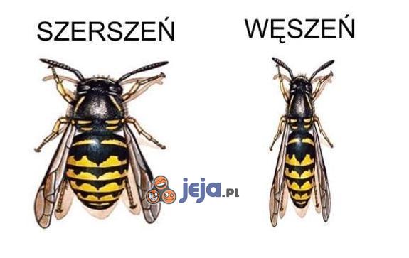 Szerszeń i węszeń