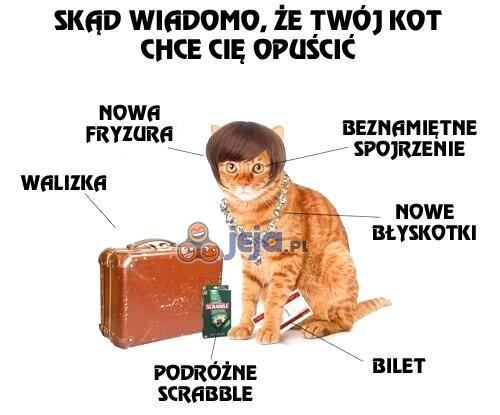 Skąd wiadomo, że Twój kot chce Cię opuścić