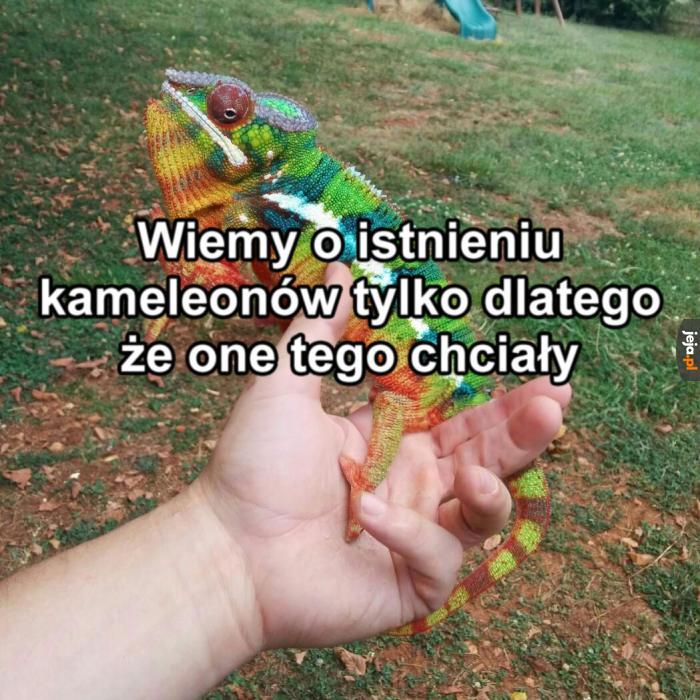 Miło z ich strony, śliczne są