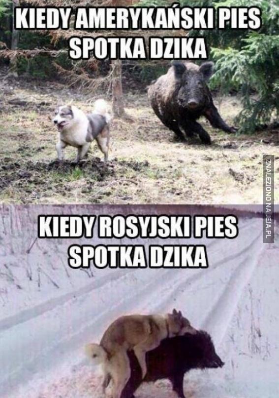 Rosyjski pies