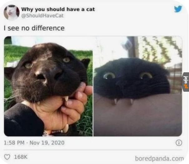Kotek to kotek