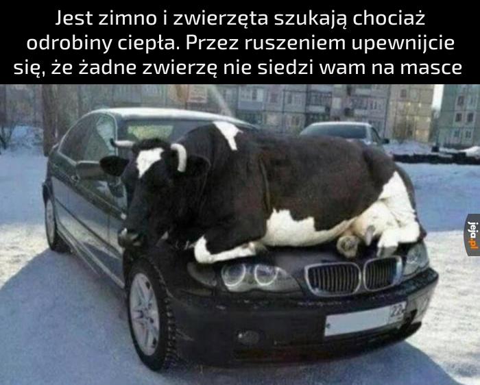 Szczególnie krowa