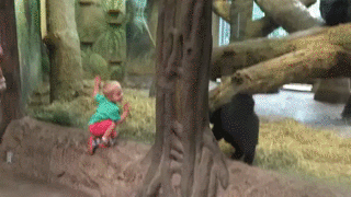 Zabawa z gorylem w zoo