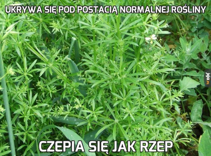 Ukrywa się pod postacią normalnej rośliny