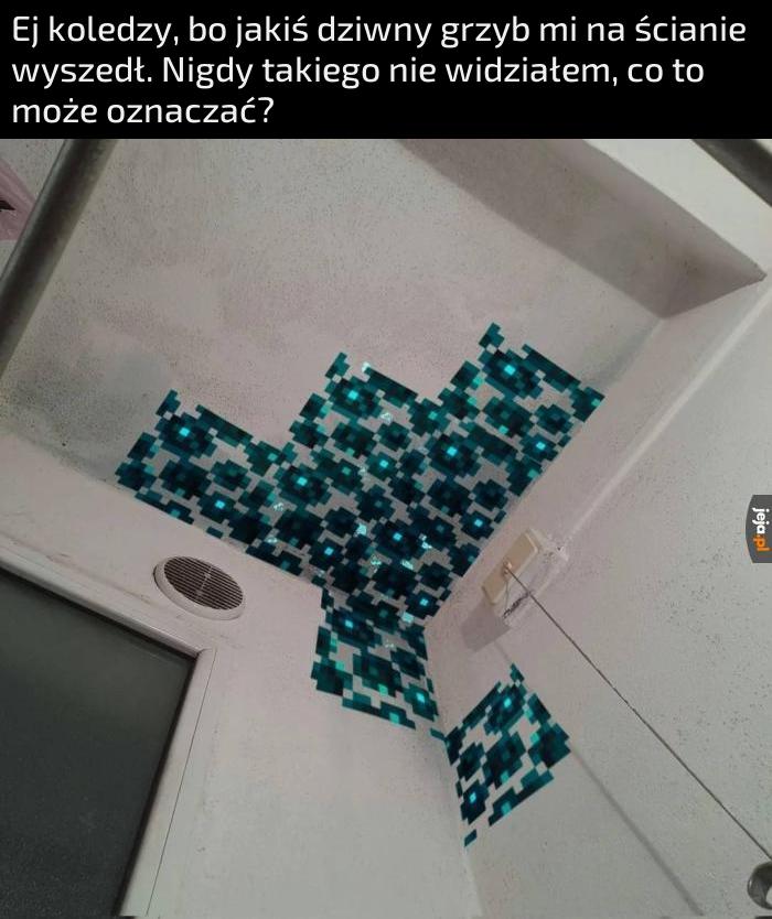 Ej koledzy