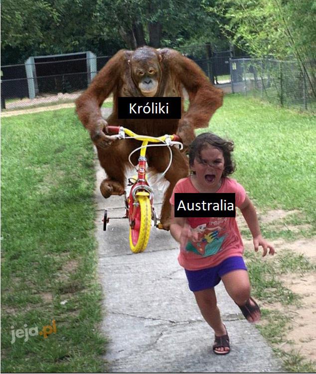 Króliki w Australii