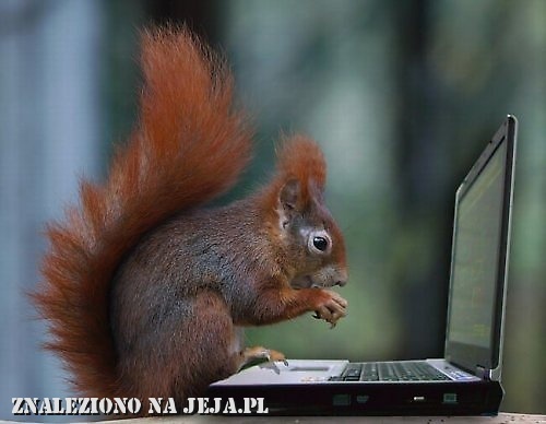 Wiewiórka przy laptopie