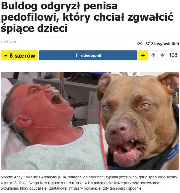 W Polsce psa by uśpiono, a okaleczonej ofierze przyznano odszkodowanie