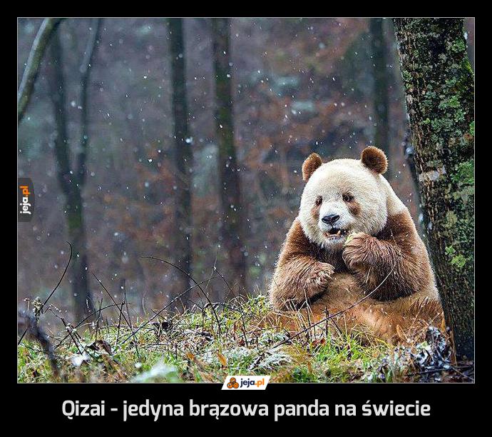 Qizai - jedyna brązowa panda na świecie