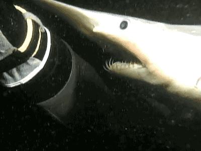 Gatunek rekina z głębi oceanu