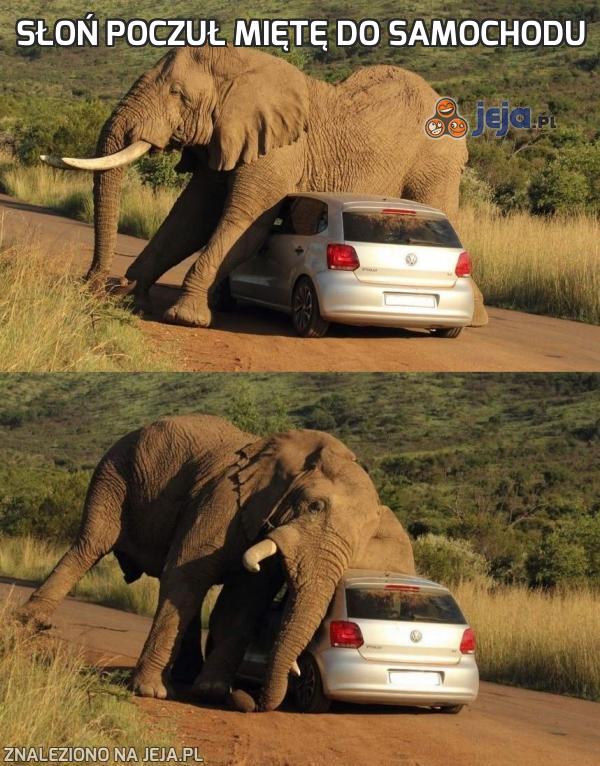 Słoń poczuł miętę do samochodu