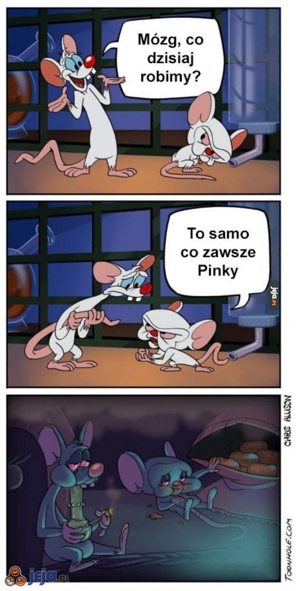 Pinky i Mózg - Codzienność