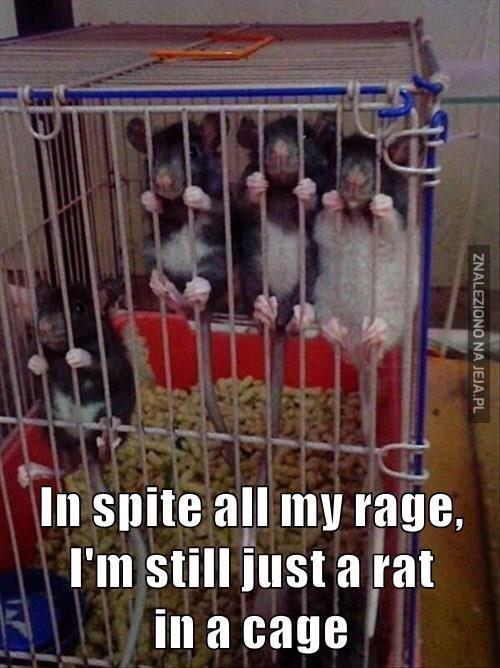 Szczur w klatce