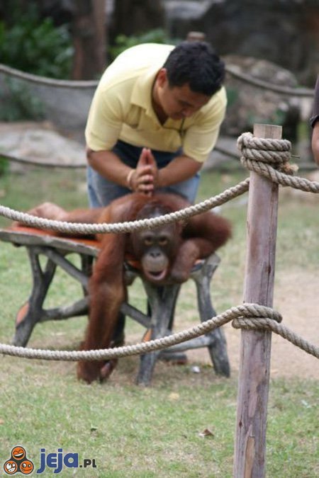 Orangutan na masażu