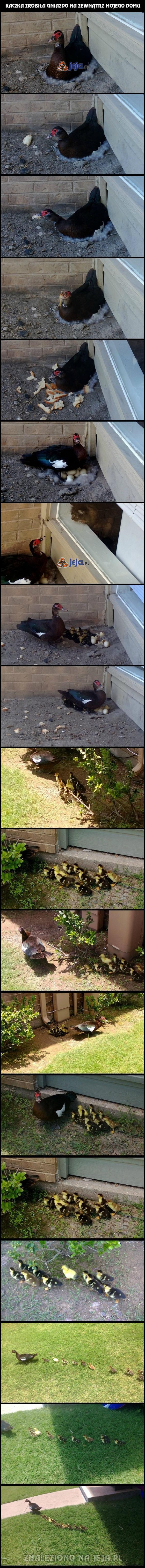 Kaczka zrobiła gniazdo na zewnątrz mojego domu