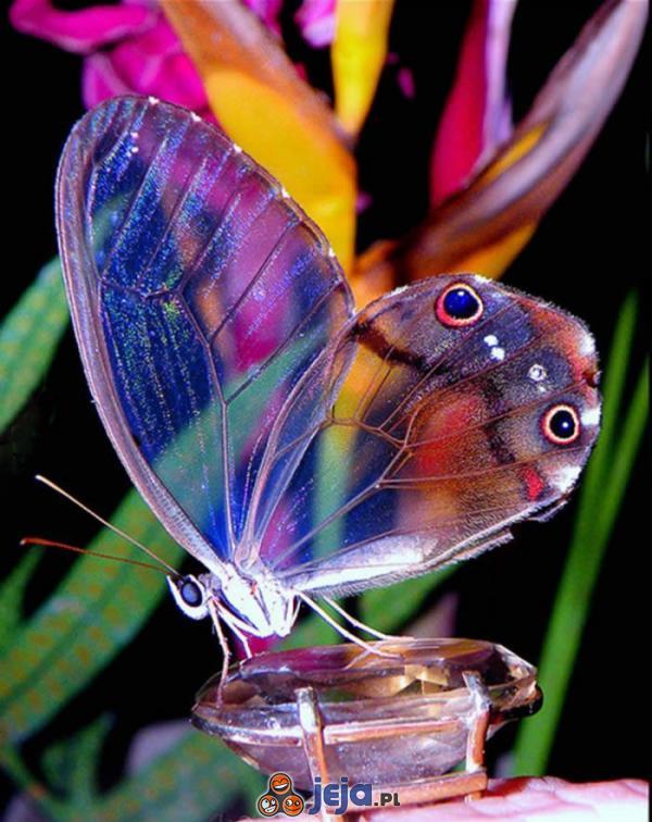 Niesamowity motyl amber phantom