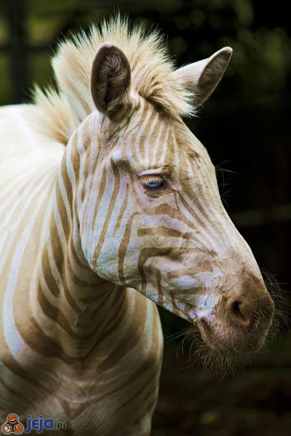 Złota zebra urodzona na Hawajach