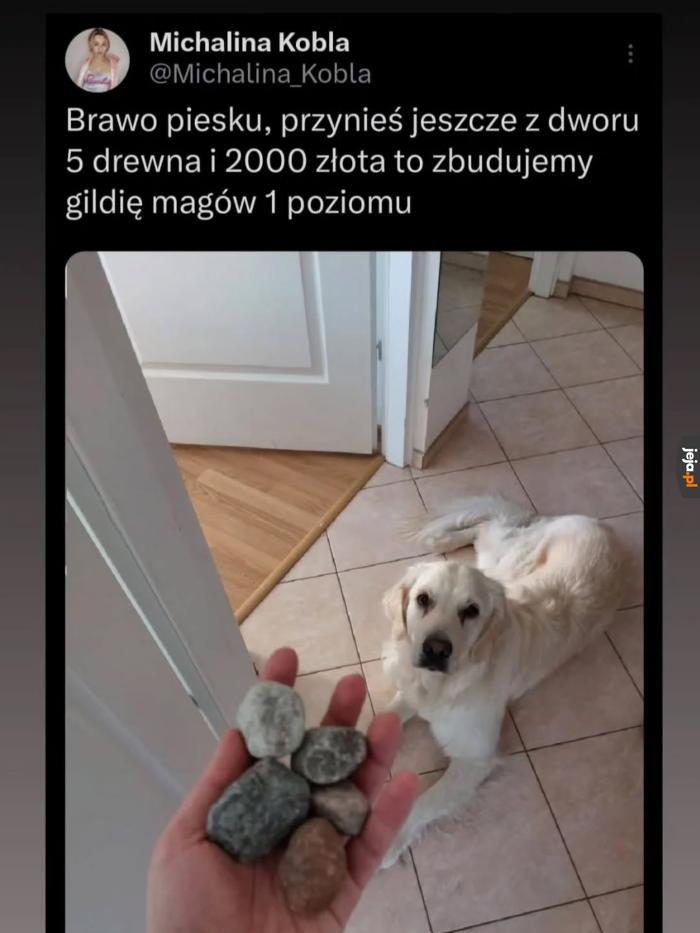 Piesek pozyskuje surowce